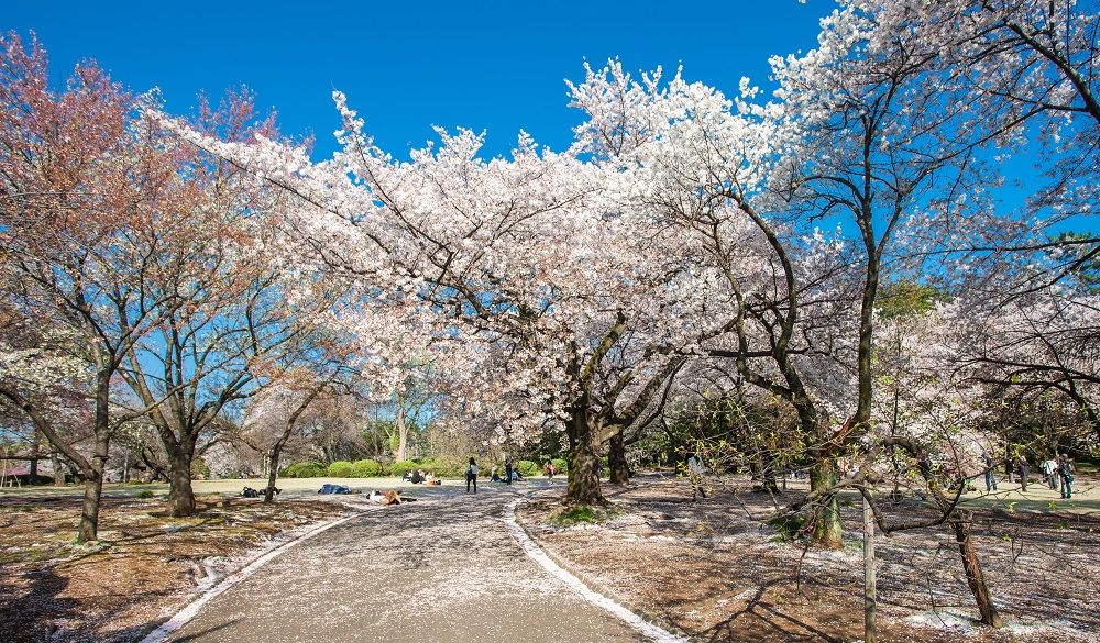 Cherry blossom in the Shinjuku Gyoen National Gardens