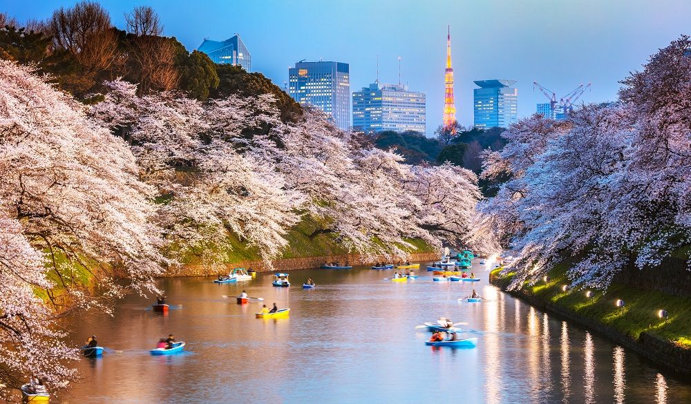 Chidorgafuchi moat at night with cherry blossom