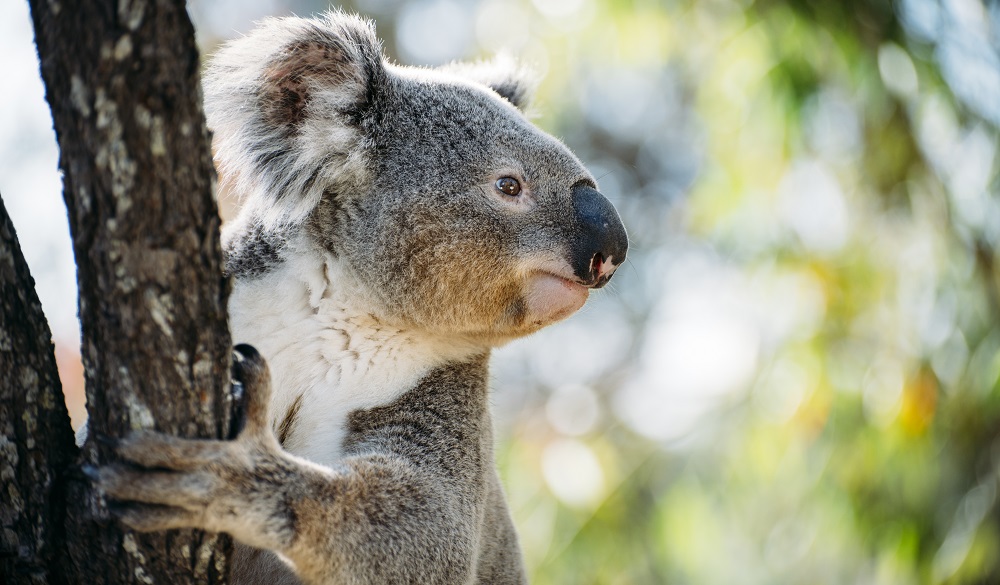 Australia, Queensland, koala climbing a tree