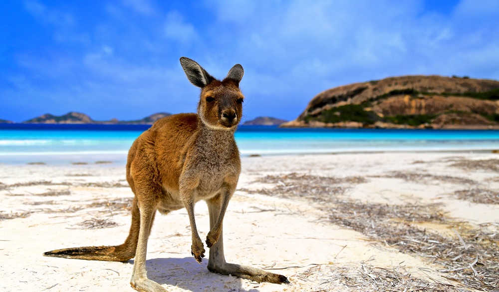 Kangaroo on Lucky Bay in Australia