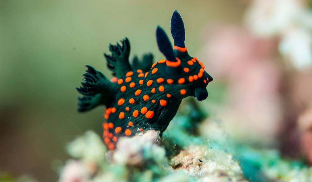 Nudibranch are benthic animals, has scientific name Nembrotha sp