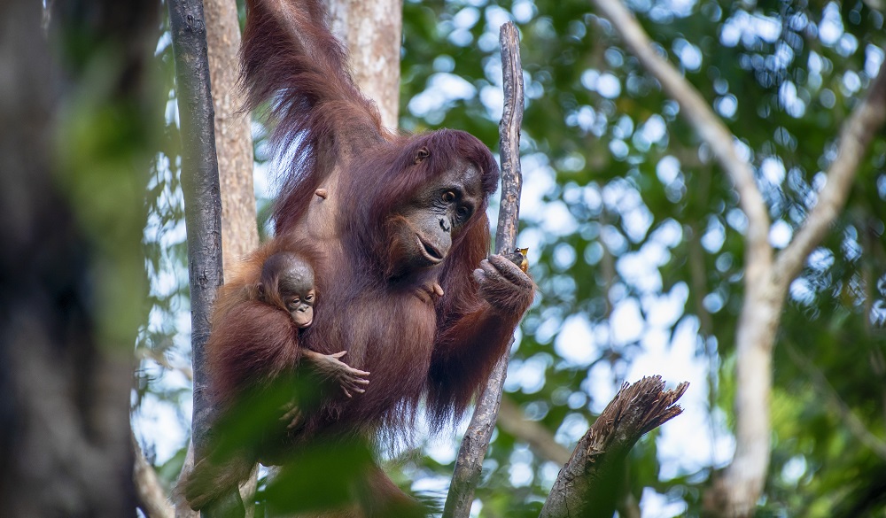 A female Bornean orangutan (Pongo pygmaeus) with her young baby in the tropical rainforest if Borneo. Orang Utans are critically endangered, mostly because their habitat has decreased rapidly due to logging, forest fires and the conversion from tropical forests into palm oil plantations.