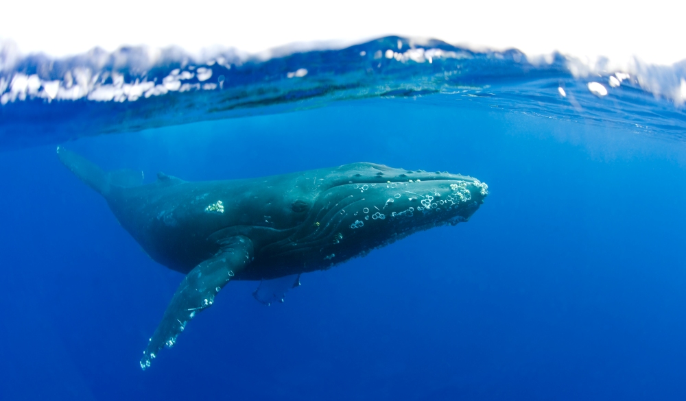 Hawaii, Maui, Humpback Whale over under water