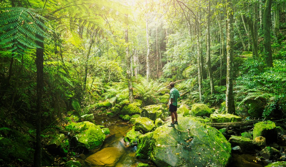 Katoomba green forest, short escape from Sydney