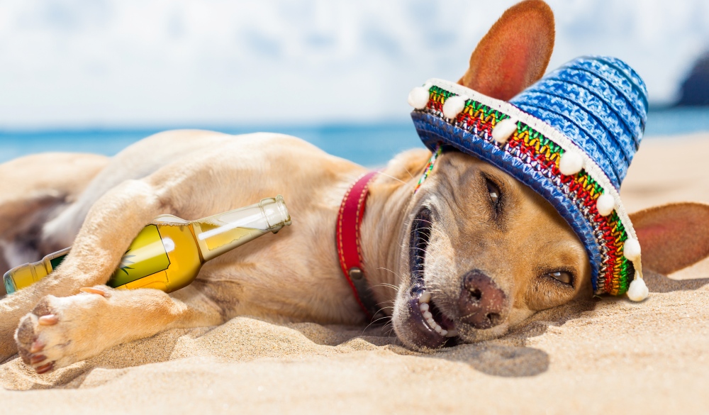 chihuahua dog  relaxing and resting , drunk  on the sand at the beach on summer vacation holidays, ocean shore behind