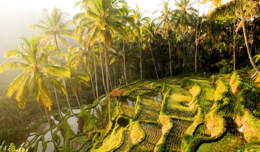Rice paddy in Bali