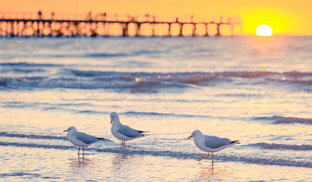 Seagulls at Semaphore Beach with pier on the background at sunset, South Australia