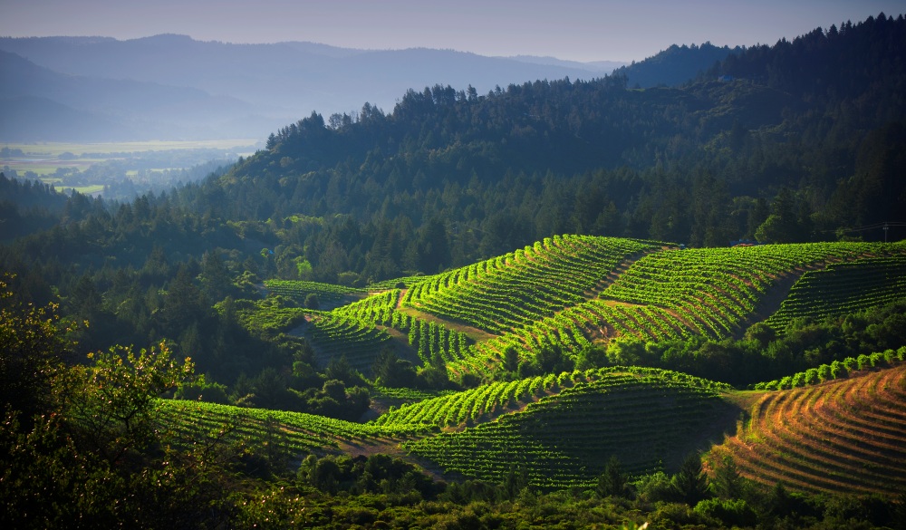 Vineyards of Diamond Mountain with Napa Valley