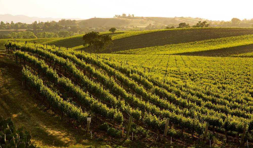 A beautiful hillside vineyard of Sauvignon Blanc grapes in central California.