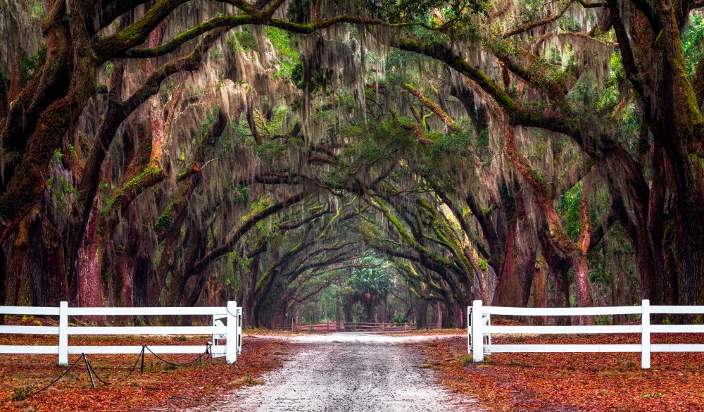 white picket fence looking into Wormsloe Historic Site, Savannah, Georgia, America