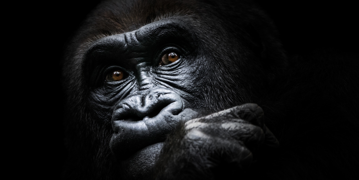 Western Lowland Gorilla, Best wildlife encounter