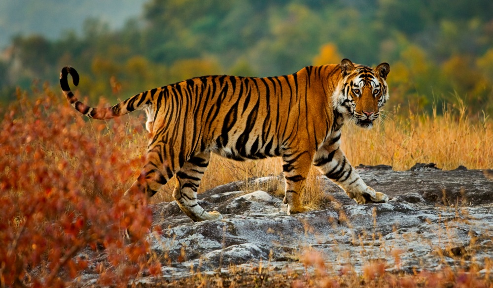 Tiger in Bandhavgarh National Park, best wildlife encounters