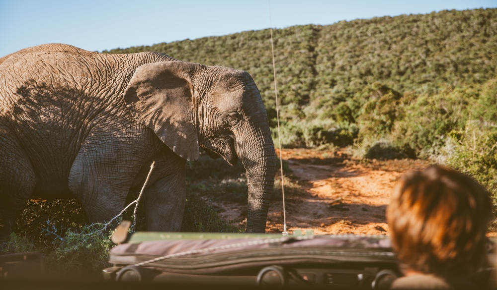 Off-Road vehicle at safari in South Africa, best wildlife encounters