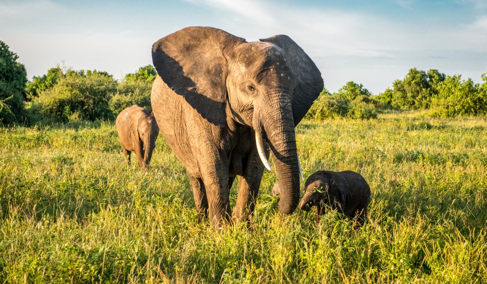 Kasane, Botswana, Africa- Chobe National Park, African bush elephant (Loxodonta africana)