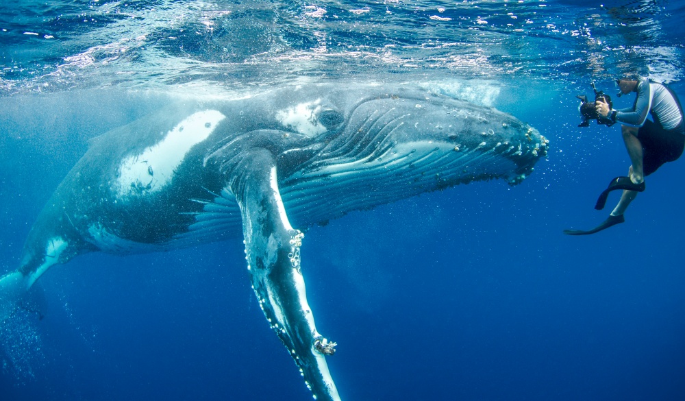 Whale in front of a photographer, best wildlife encounters