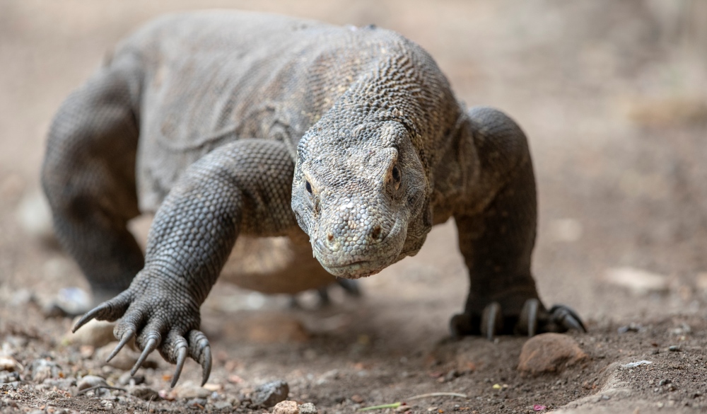 Komodo dragon in Komodo National Park. This species is listed as vulnerable. The dragon is looking menacingly at the camera.