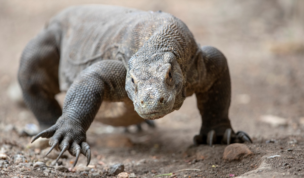 Komodo dragon in Komodo National Park, best wildlife encounters