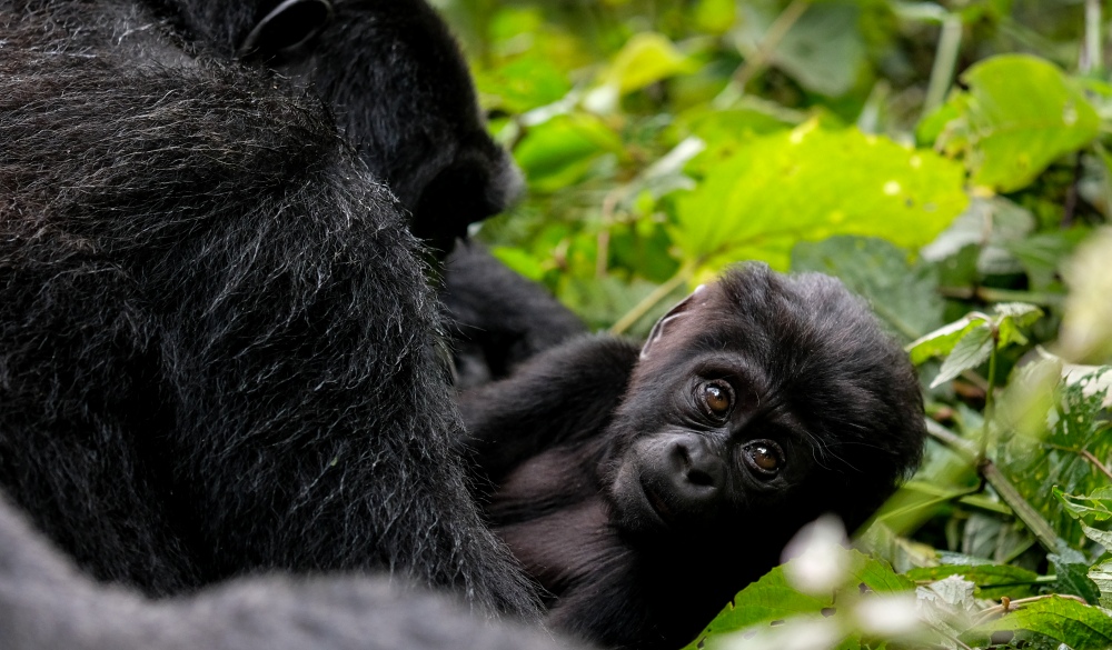 A Six month old baby Mountain Gorilla and its mother in Bwindi Impenetrable National Park, Uganda.