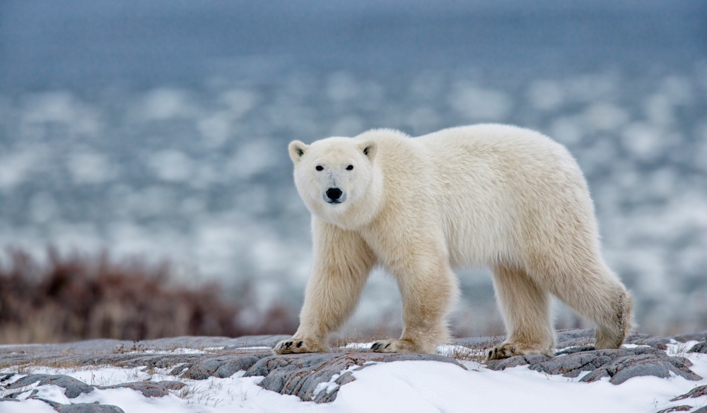 Polar bear walking on snowy mountain.