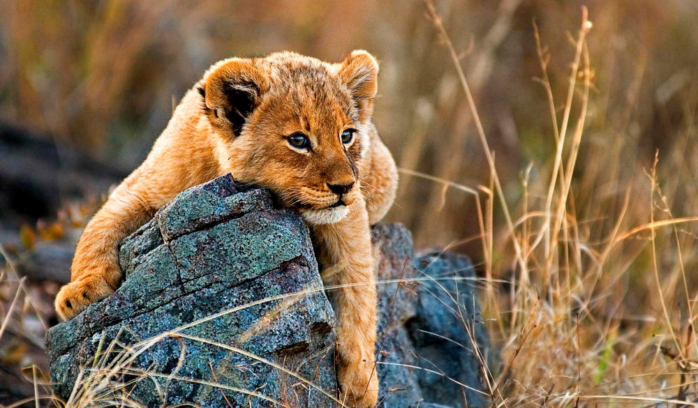 A lion cub, Panthera leo, lies on a boulder, best wildlife encounters