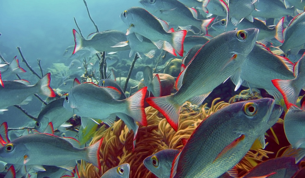 School of fish in Caribbean Sea, Ambergris Caye, , best snorkelling spot