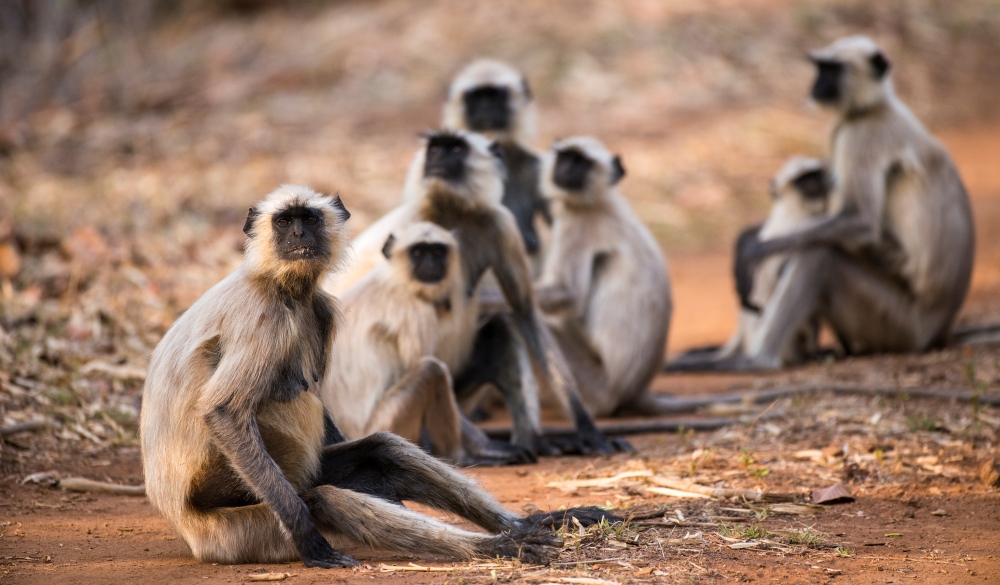 Hanuman langur monkey (Semnopithecus entellus) family resting on forest track, Bandhavgarh National Park, Madhya Pradesh, India