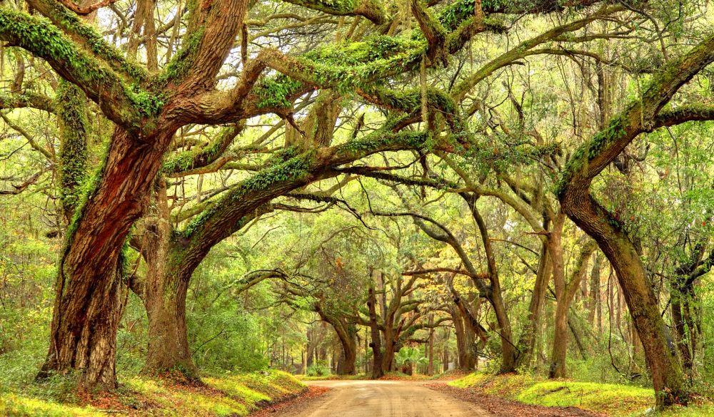 Giant oak trees draped with spanish moss line a scenic road in the South Carolina lowcountry on Edisto Island near Charleston. Charleston is the oldest and second-largest city in the State of South Carolina. Charleston is known for its rich history, antebellum architecture, and distinguished restaurants