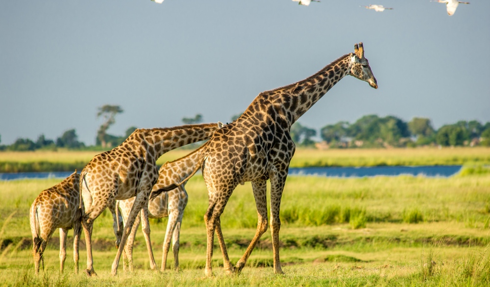 Giraffes roaming in Chobe National Park, best wildlife encounters