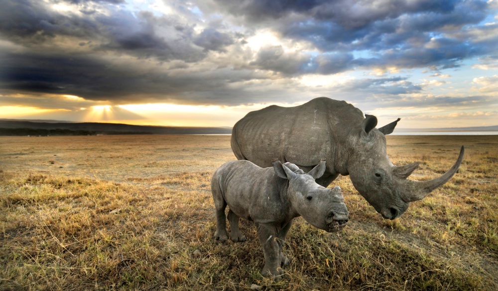 A white rhino and her baby head towards home after a long day of grazing in Nakuru.