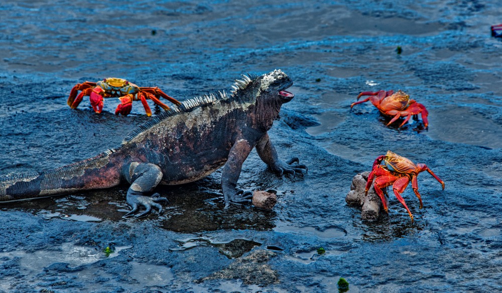 Iguana surrounded by crabs on beach