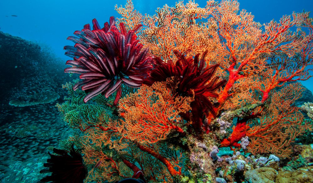 Fan And Feathers corals, best snorkelling spot