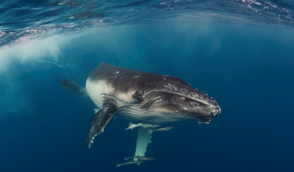 Curious Humpback calf swims in deep blue ocean around Tonga.