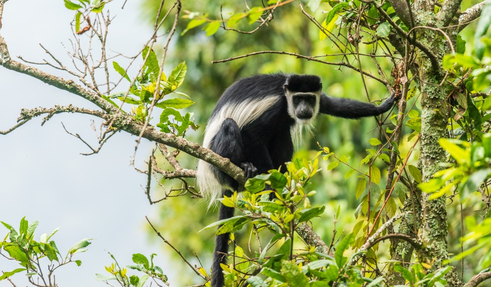 A Black-and-white Colobus Monkey in Bwindi Impenetrable National Park, Uganda.