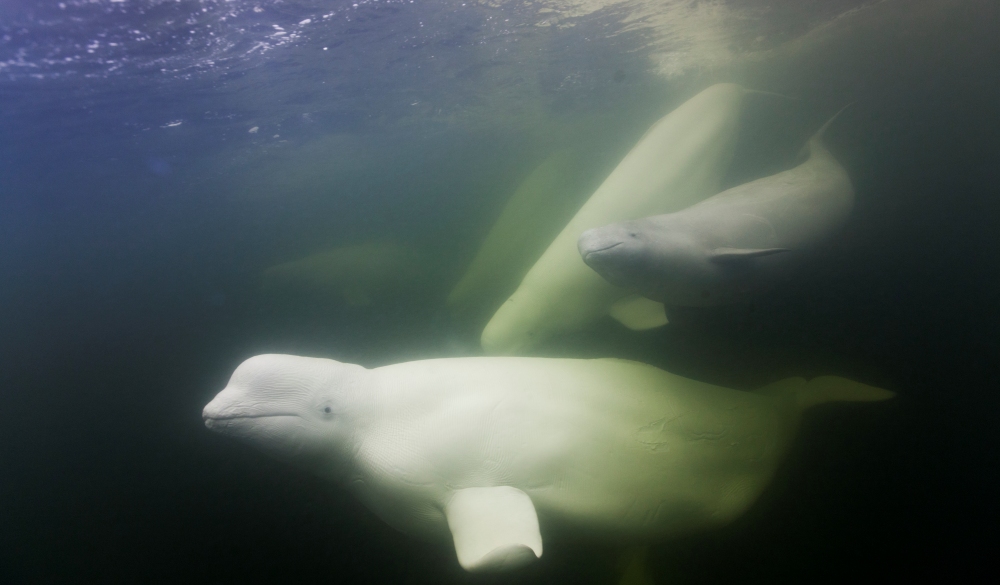 Underwater view of Beluga Whales (Delphinapterus leucas) swimming in Churchill River, best wildlife encounters