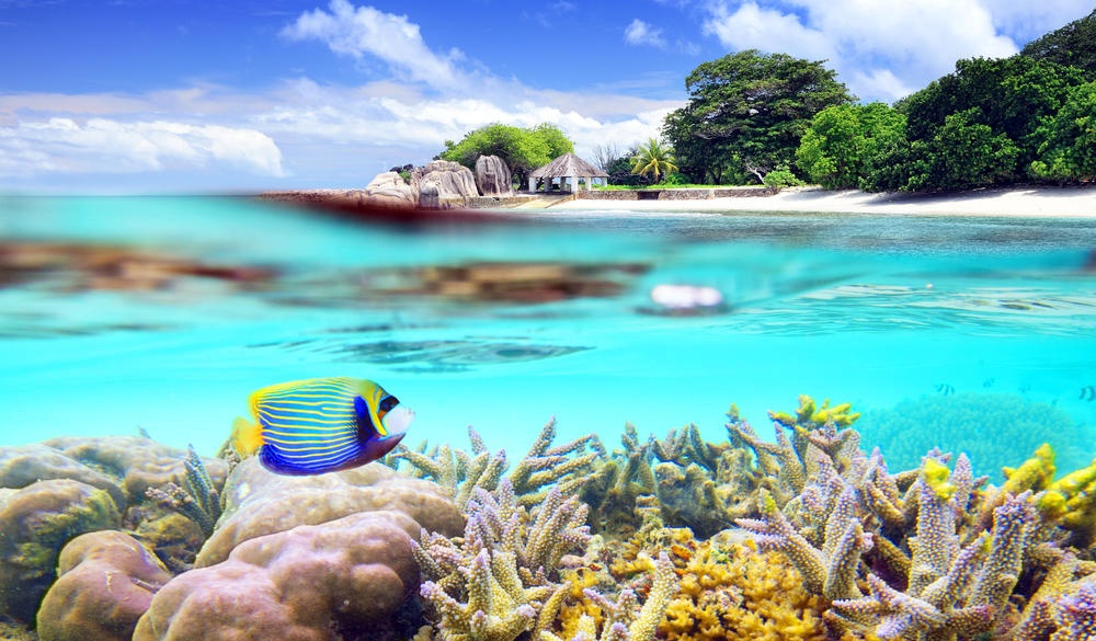 Over and underwater shot of tropical island, snorkelling spot