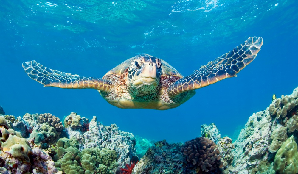 Hawaii, Maui, green sea turtle and coral reef