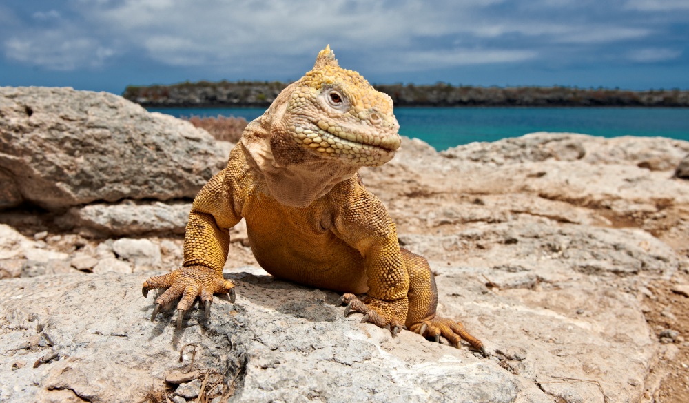 Drusenkopf oder Galapagos-Landleguan, Conolophus subcristatus, Isla Plaza, Galapagos Inseln, Ecuador  |Galapagos Land Iguana, Conolophus subcristatus, Isla Plaza, Galapagos Islands, Ecuador|