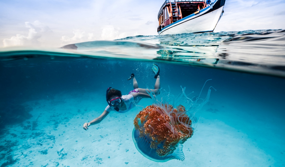 A snorkeler observing a jellyfish in the Indian Ocean near the Maldives, snorkelling spot