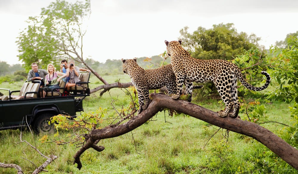 Two leopards on tree watching tourists in jeep, back view