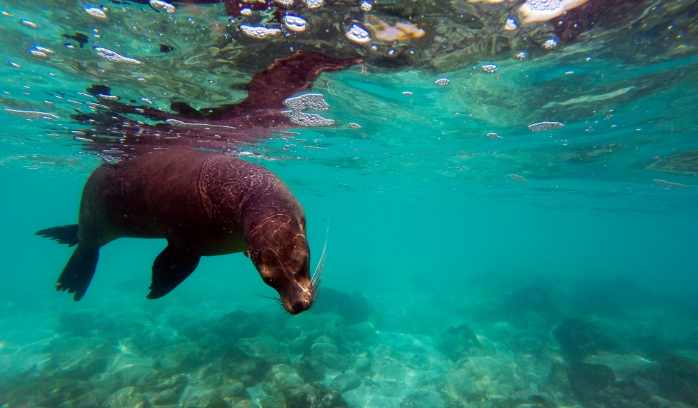 Sea Lion underwater at Galapagos, best snorkelling spot