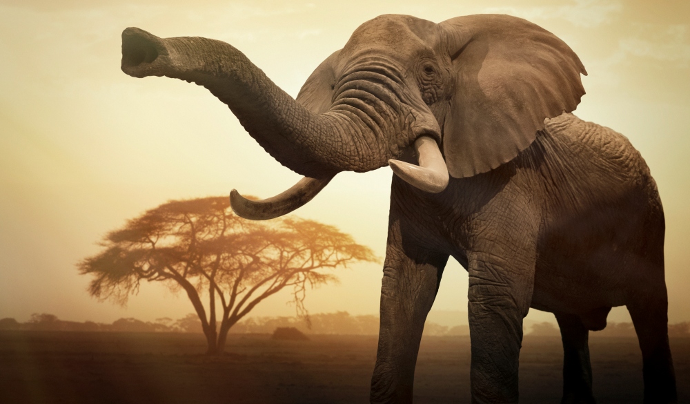 A giant female African elephant (Loxodonta africana) at sunset showing trunk as an aggressive signal