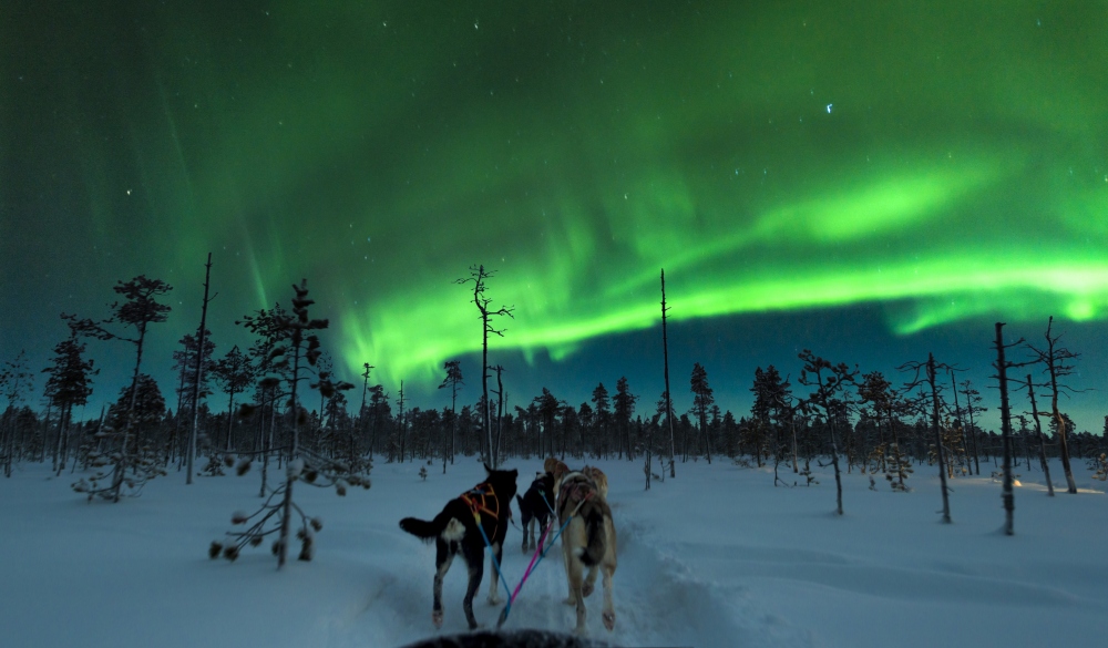 Taken on a dog sledge in northern Finland with the Northern lights overhead, snow on the ground while sledding through a winter wonder land.