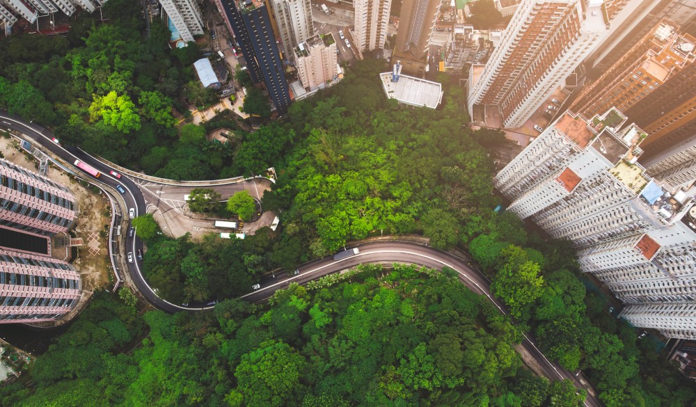 forest against buildings in Hong kong