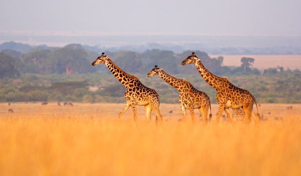 Three masai giraffe against classic safari backdrop of the Masai Mara, Kenya