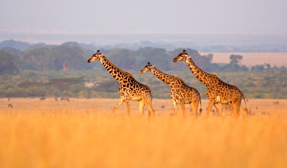 Giraffe in savannah