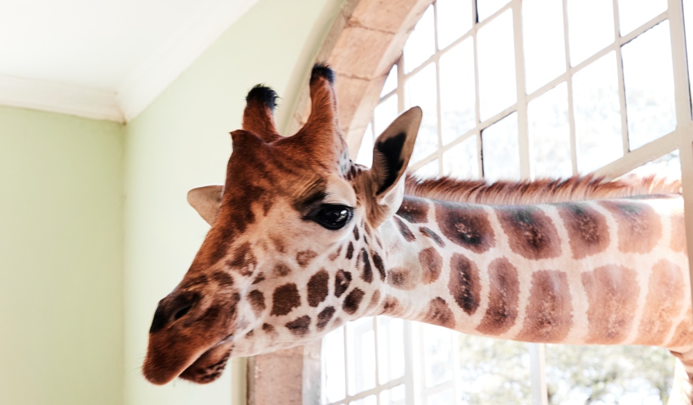 Giraffe Manor Hotel Nairobi, Kenya, unique hotel