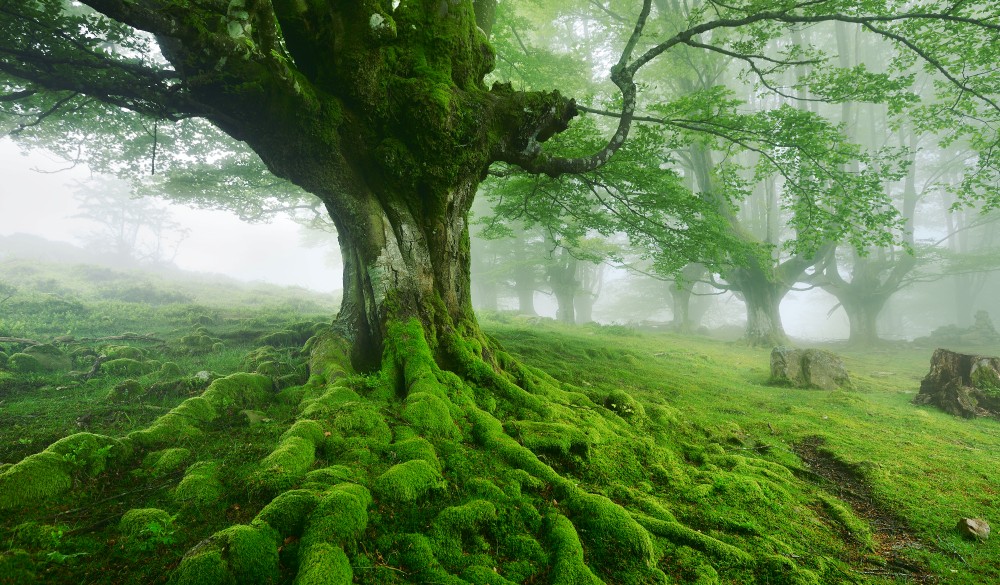 Old beech tree with moss on its roots in a foggy spring day