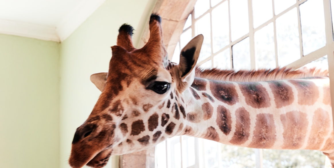 Giraffe looking through window