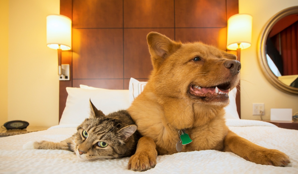 Cat and Dog together resting on bed of hotel room.