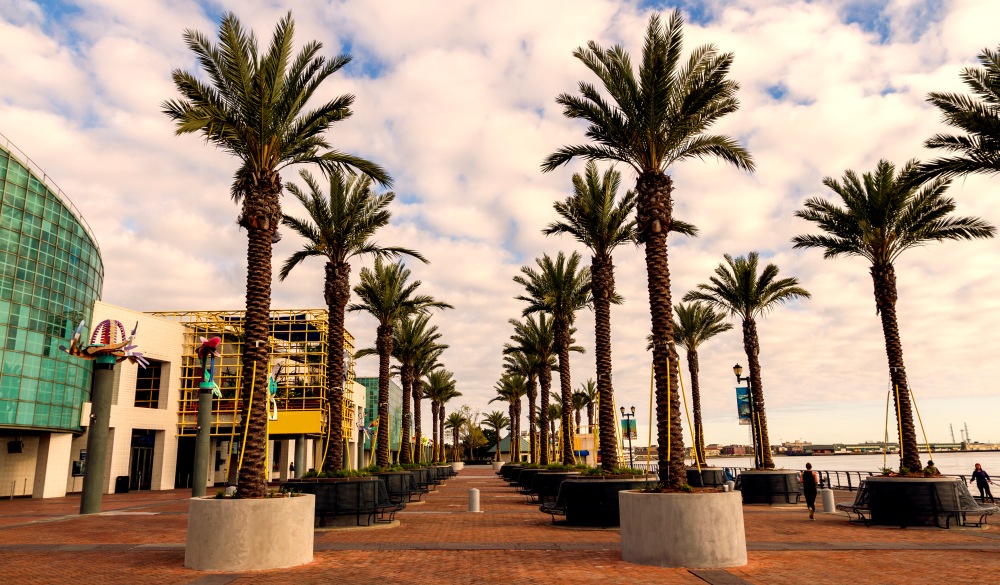 The riverwalk in New Orleans lined with palm trees.